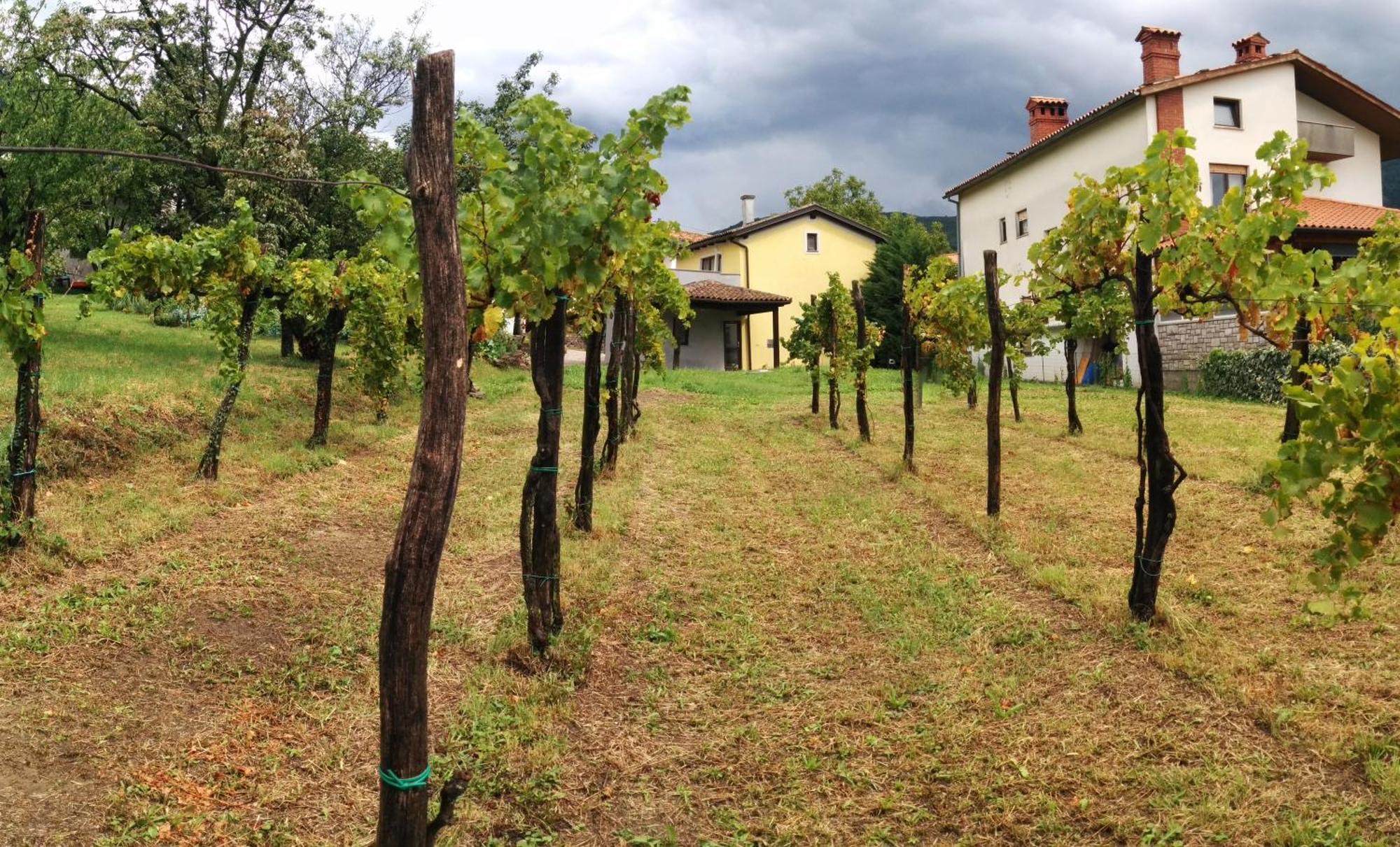 Small House In Vipava Valley Buitenkant foto